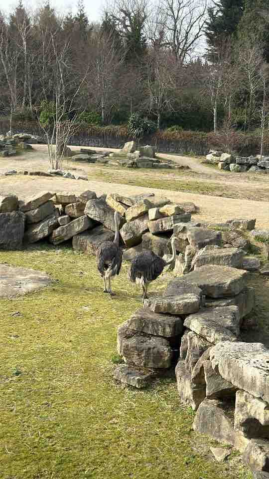 Ecology Trip to Dublin Zoo- Pics